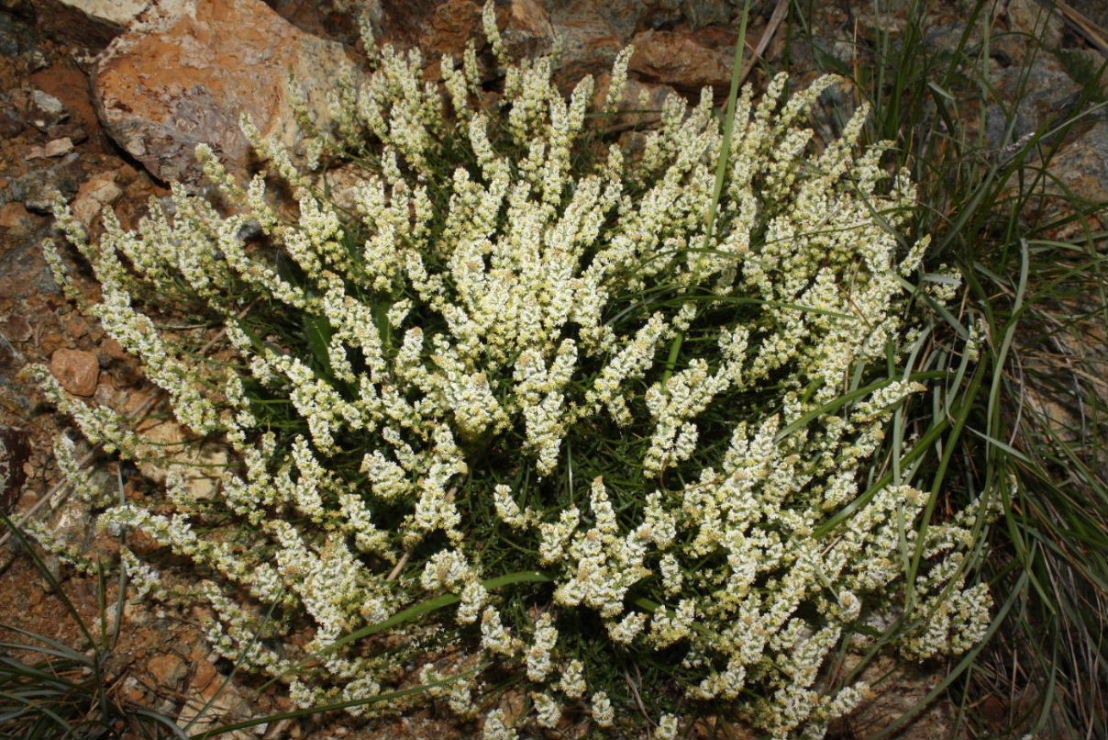 Sesamoides interrupta / Reseda pigmea